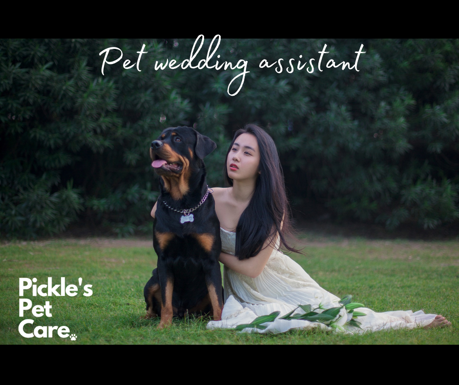 Rottweiler with bride and the text pet wedding assistant and pickle's pet care